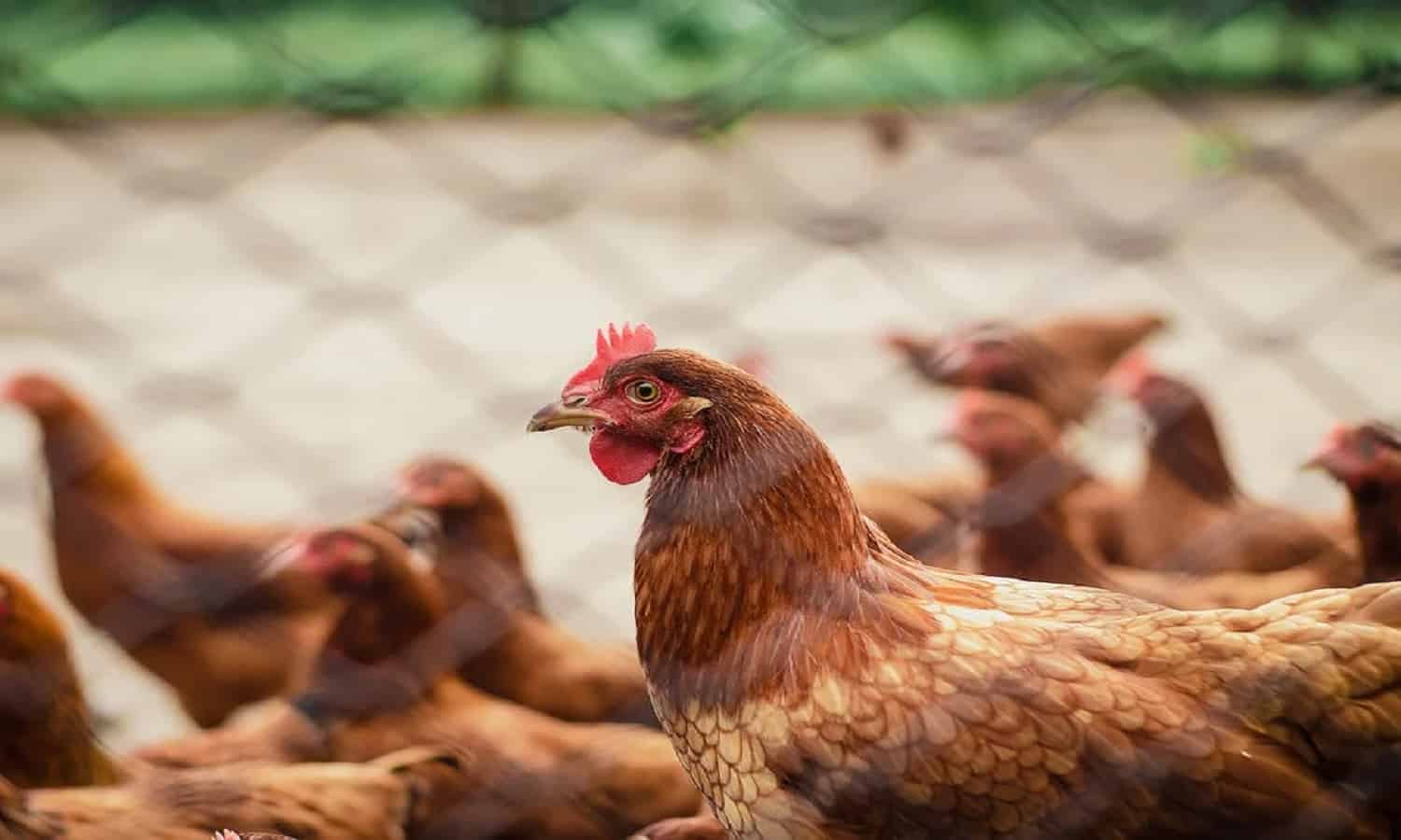 تفاقم خسائر الاسماعيلية مصر للدواجن  بـ151% خلال 9 أشهر 